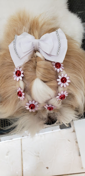 Foto 1 CEAMA PET - Pet Shop & Curso de Banho e Tosa