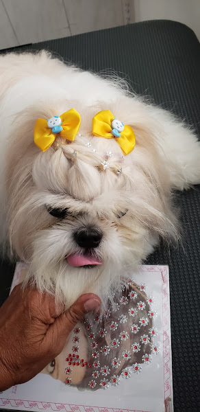 Foto 2 CEAMA PET - Pet Shop & Curso de Banho e Tosa