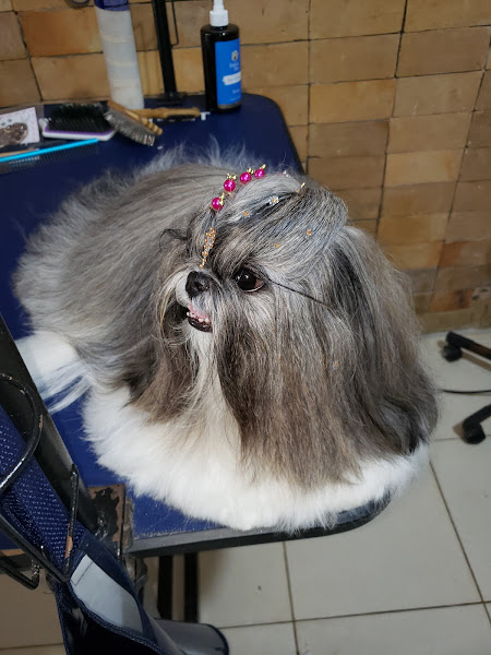 Foto 3 CEAMA PET - Pet Shop & Curso de Banho e Tosa