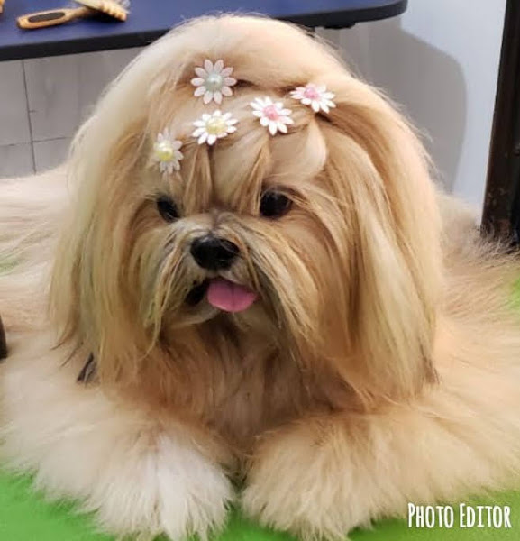 Foto 4 CEAMA PET - Pet Shop & Curso de Banho e Tosa