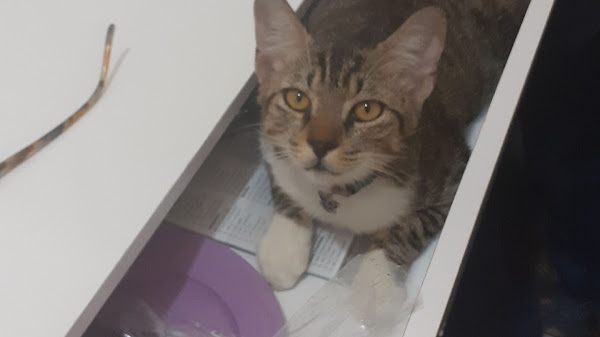 Foto 1 Pet shop Stilo