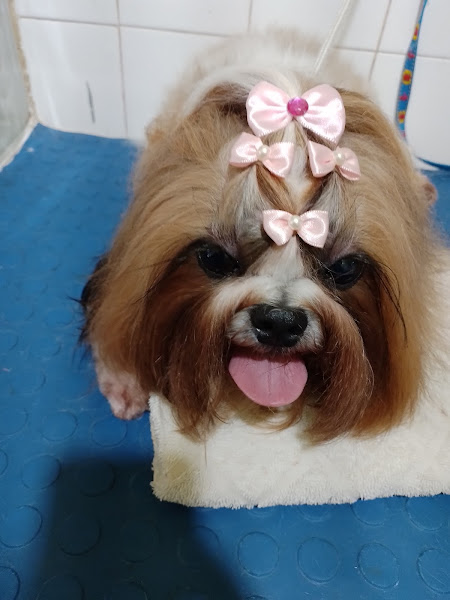 Foto 2 Pet shop Estética Animal J.S.O.