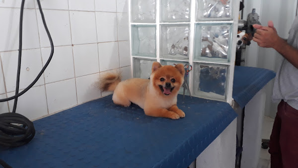 Foto 3 Pet shop Estética Animal J.S.O.