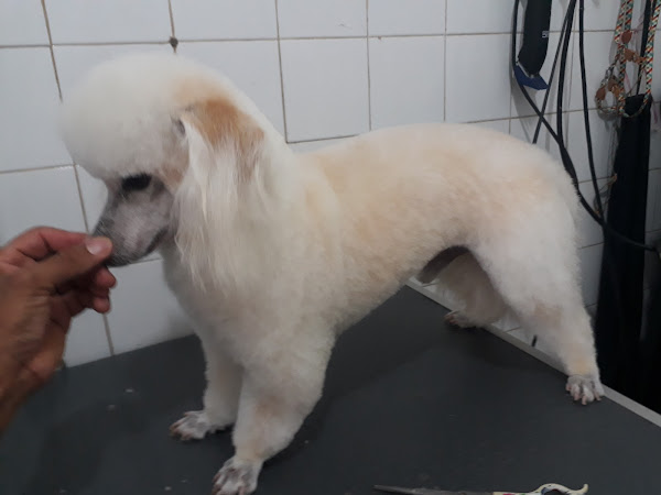 Foto 5 Pet shop Estética Animal J.S.O.