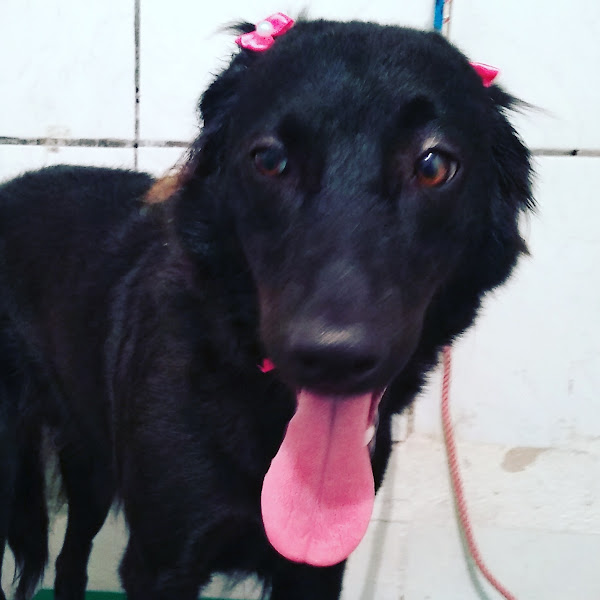 Foto 4 Amicão Pet Shop Foto 4 Amicão Pet Shop