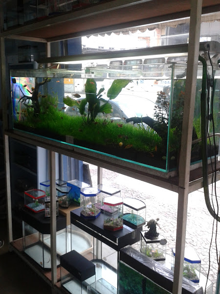 Foto 2 Planeta Aquário & PET