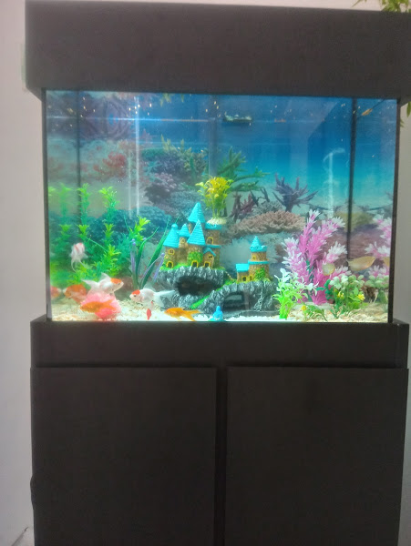 Foto 3 Planeta Aquário & PET