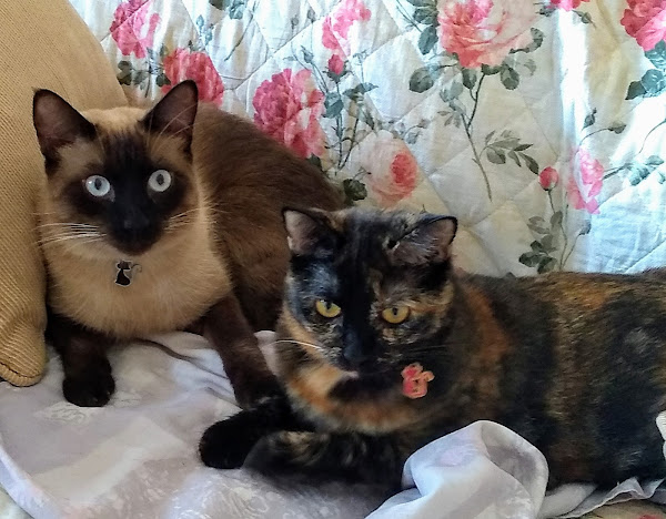 Petshop Melhor Amigo