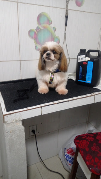 Amicão Pet Shop Amicão Pet Shop