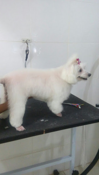 Foto 3 Bichinhos de Casa Pet Shop