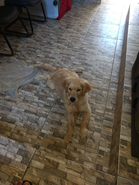 Foto 2 MascotPet Caminho das Árvores