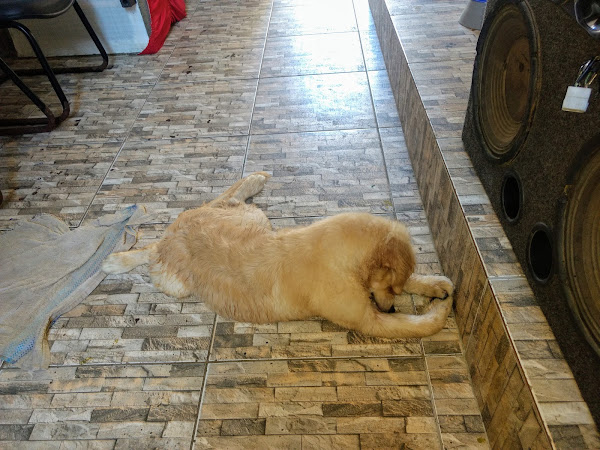 Foto 3 MascotPet Caminho das Árvores