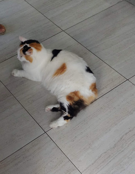 Foto 1 Pet Shop Mimos e Amor