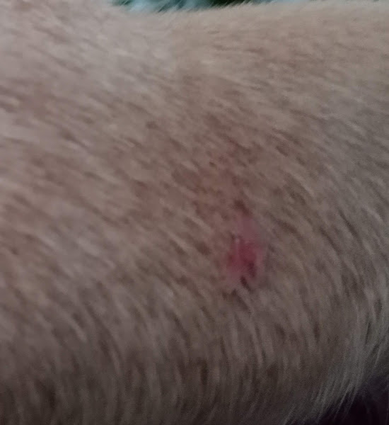 Foto 3 Pet Shop Mimos e Amor