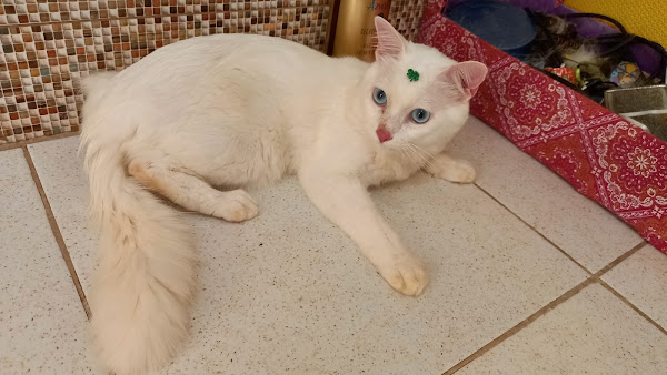 Foto 3 Cura+ativa pet