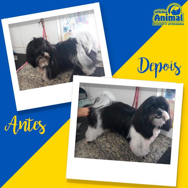 Foto 1 Oficina Animal