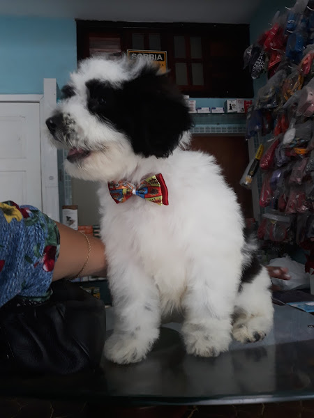 Foto 1 Clinica Veterinária Vip Dog