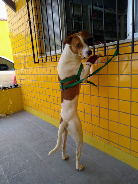 Foto 2 Vet Prime Clinica Veterinária