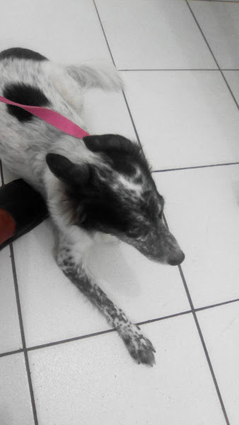 Foto 3 Êta Bicho Pau da Lima