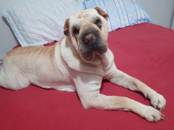 Foto 2 Paraná Pet Shop