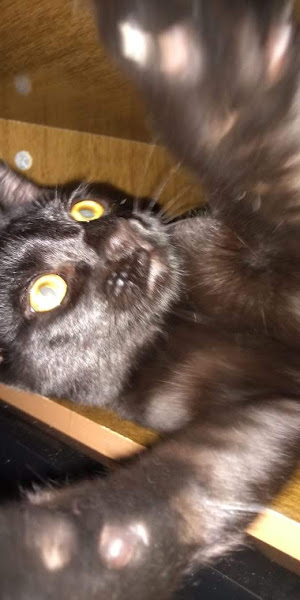 Foto 3 Paraná Pet Shop