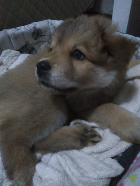 Foto 7 Mascote Pet Shop