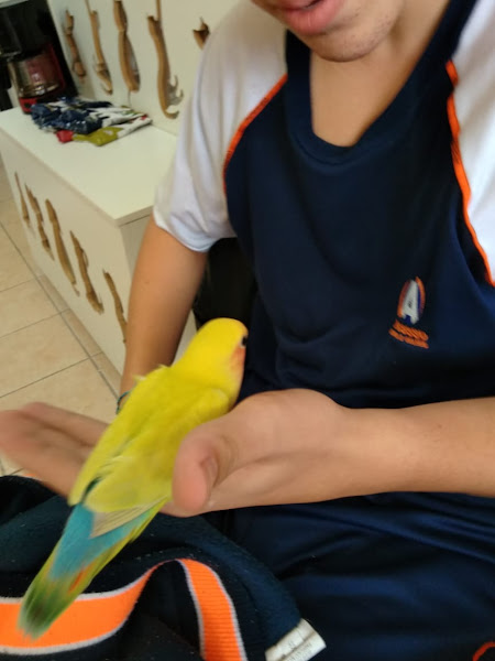 Foto 3 Chikinha's Petshop