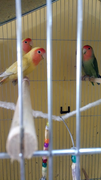 Foto 5 Chikinha's Petshop