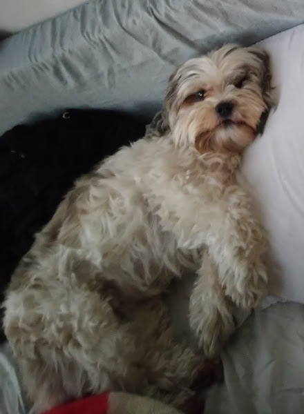 Foto 1 Totó e Trololó Pet Shop e Consultório Veterinário