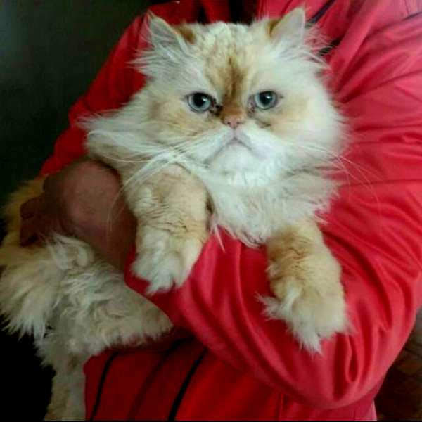 Foto 3 Totó e Trololó Pet Shop e Consultório Veterinário