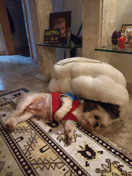 Foto 2 Curitiba Pet Store