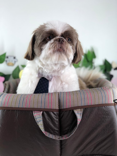 Foto 2 AuStreet Pet Shop