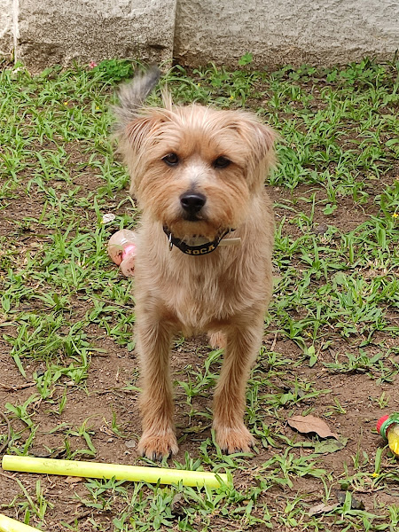 Foto 2 Pet Shop Pet Mascotte