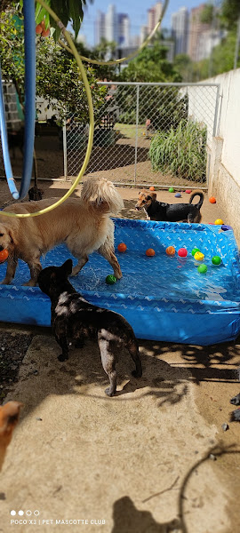 Foto 3 Pet Shop Pet Mascotte