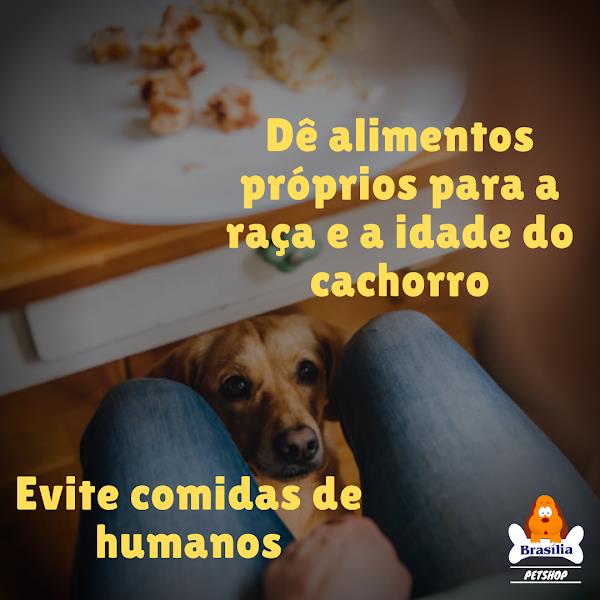 Foto 2 Brasília PetShop