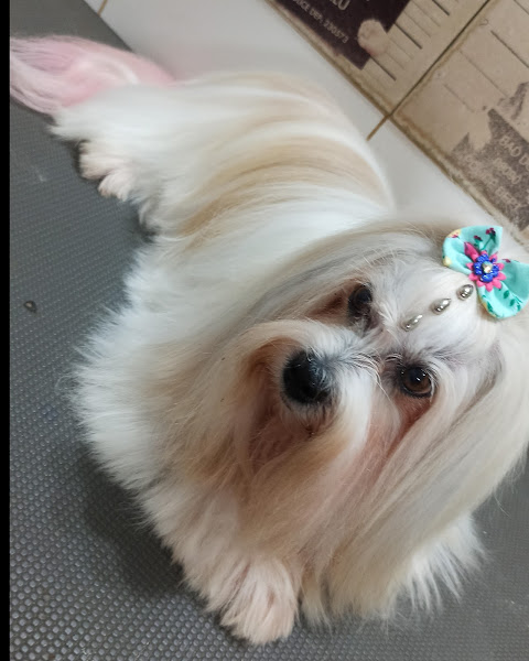 Foto 1 Pet Shop .Cão