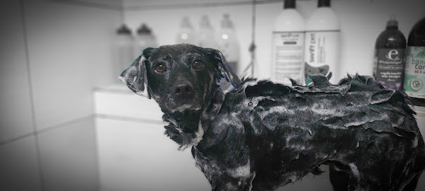 Foto 4 Hora Pet Shop