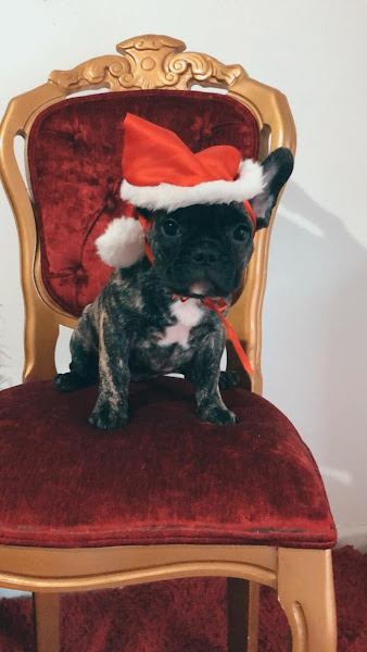 Mil Bichos Pet Shop Curitiba Mil Bichos Pet Shop Curitiba