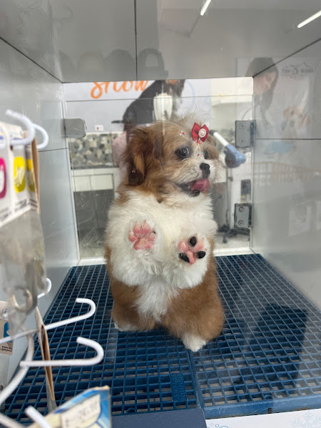 Foto 2 Snow Dog Filhotes - Unidade Portão - Filhotes Em Curitiba