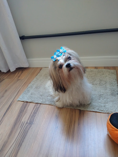 Foto 1 Pet shop Hulk