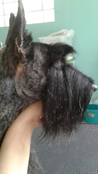 Foto 3 Pet shop Hulk