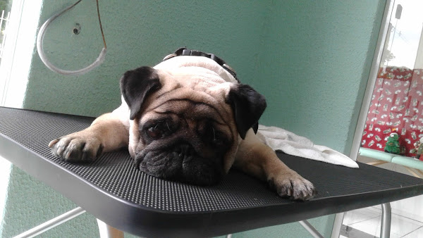 Foto 5 Pet shop Hulk