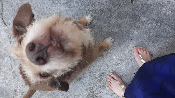 Foto 1 Pet Shop Santa Cândida