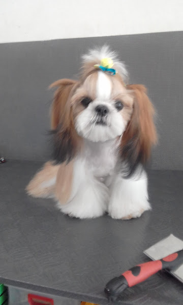 Foto 2 Pet Shop Santa Cândida