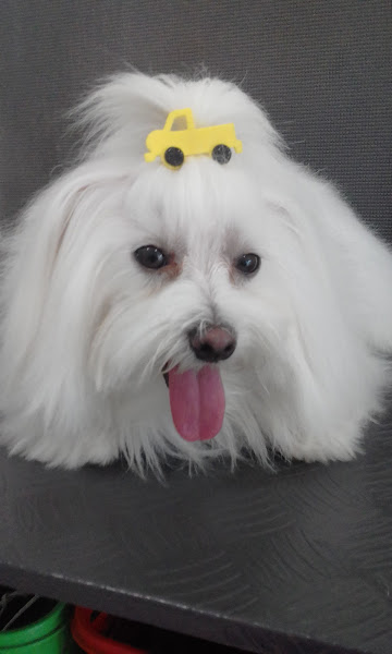 Foto 3 Pet Shop Santa Cândida