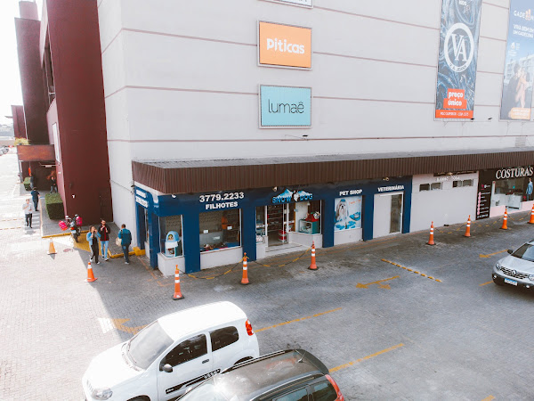 Snow Dog Filhotes - Shopping Cidade - Venda De Filhotes Em Curitiba