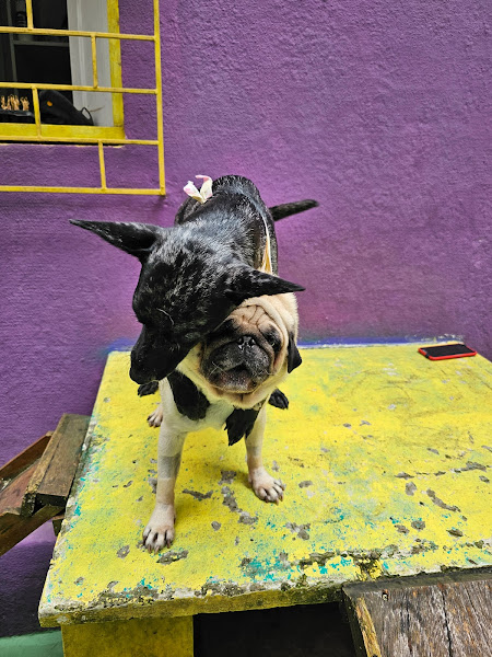 Foto 2 Valli Vet Pet Shop