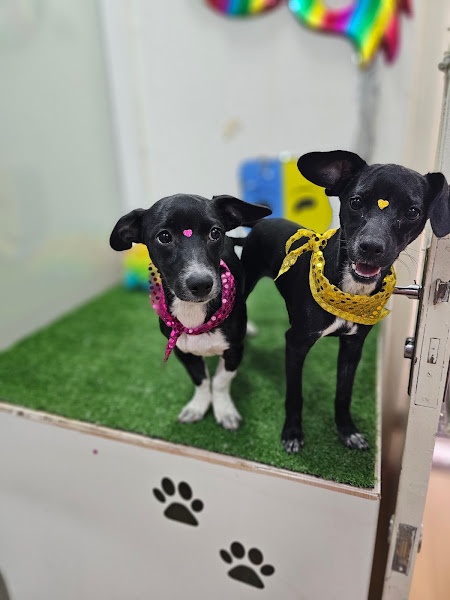 Foto 3 Valli Vet Pet Shop