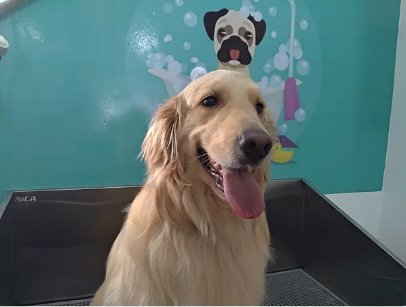 Foto 4 BePet - Pet Shop