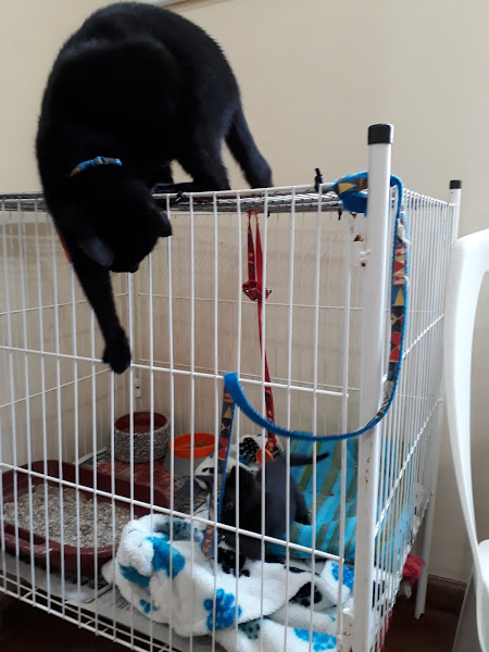 Foto 2 Espaço Pet Curitiba - Clínica Veterinária